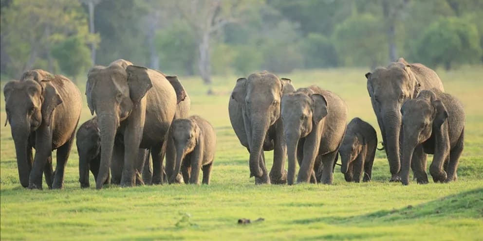 Surf, chill ja safari Sri Lankal koos @anemitt thumbnail 2